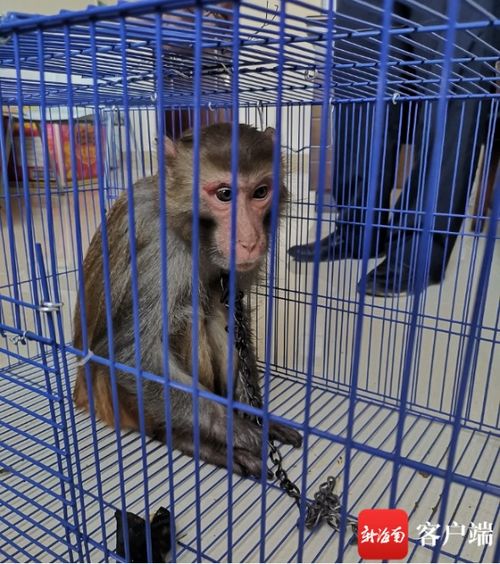違法飼養(yǎng)國家二級保護(hù)動物獼猴，白沙一男子被依法刑拘