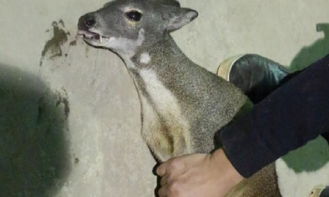 云南村民愛心飼養(yǎng)野生動物 疑似“神鹿”獲專業(yè)救助