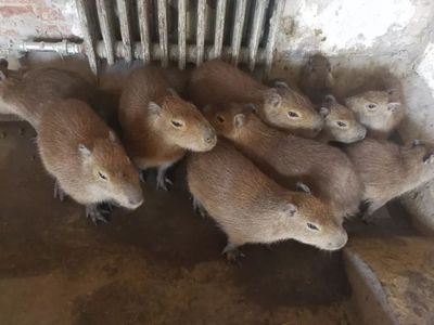 這個春節(jié)，天津口岸動物飼養(yǎng)區(qū)“人勤牛馬歡”