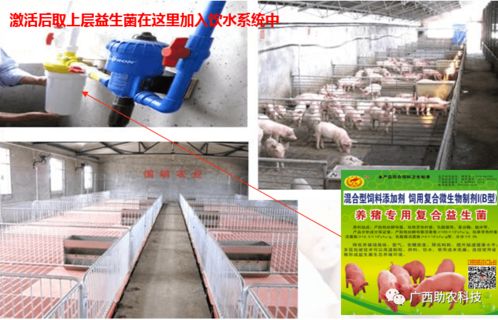 養豬專用復合益生菌 酶菌融合預消化技術引領低成本生態健康養殖新篇章