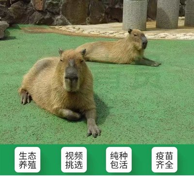 可愛卡皮巴拉 水豚養殖與觀賞市場新寵