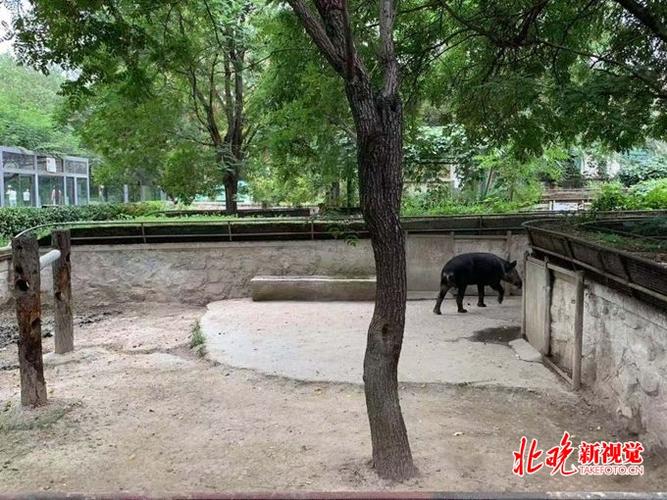 回應背后 北京動物園的“貘”然與飼養之道