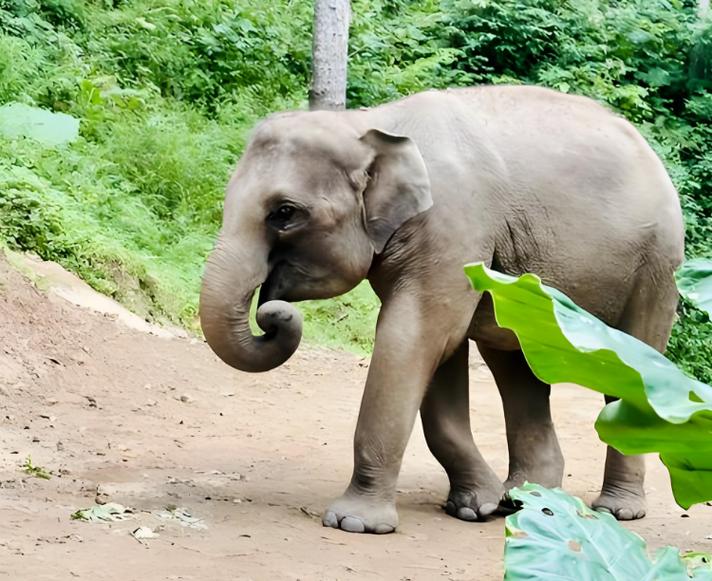 猛獸的凝視 女子游動物園遭遇獅子異常盯防，飼養員果斷建議立即離開
