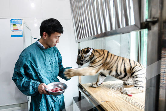探秘重慶動物園 半歲華南虎的成長日記